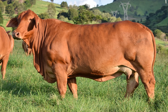 Craiglea Antionette